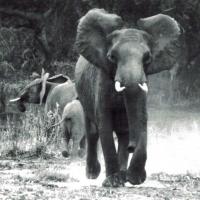 African Elephant (3)