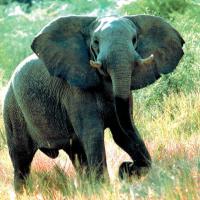 African Elephant (4)