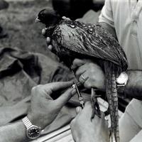 Banding a Pheasant