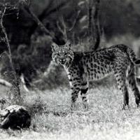 of All the Bobcats Wootters Has Called up During Daytime  This One  as Heavily Spotted as a Leopard  Was the Most Beautiful.